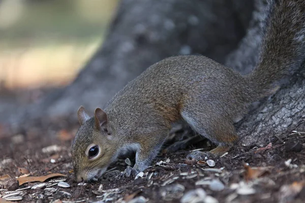 Gray Squirrel Looking Food — Stock Photo, Image