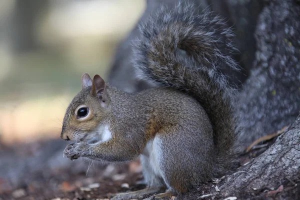 Gray Squirrel Looking Food — Stock Photo, Image