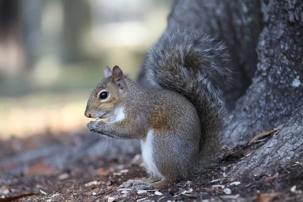 Gray Squirrel Looking Food — Stock Photo, Image