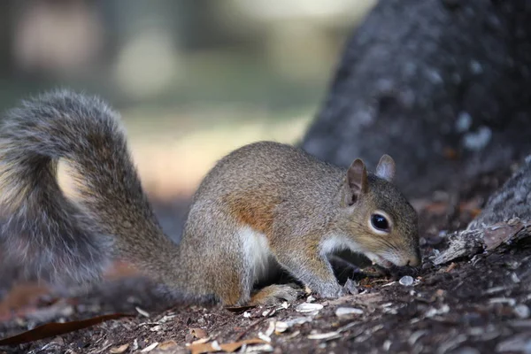 Grauhörnchen Auf Nahrungssuche — Stockfoto