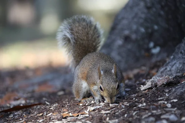 Grauhörnchen Auf Nahrungssuche — Stockfoto