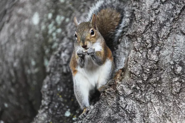 Gray Squirrel Looking Food — Stock Photo, Image