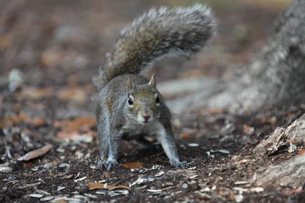 Gray Squirrel Looking Food — Stock Photo, Image