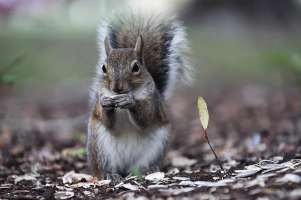 Grauhörnchen Auf Nahrungssuche — Stockfoto