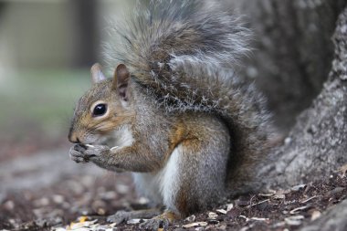 gri sincap yiyecek arayan