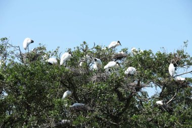 Amerikan ahşap leylek aile yuvada Florida sulak