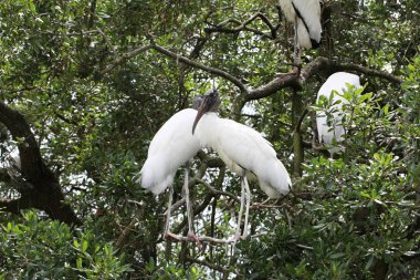 Amerikan ahşap leylek aile yuvada Florida sulak