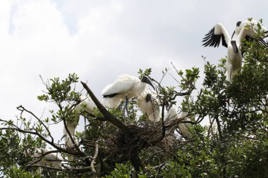 Amerikan ahşap leylek aile yuvada Florida sulak