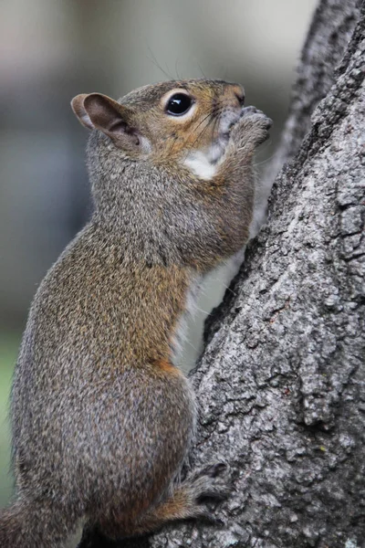 Gray Squirrel Looking Food — Stock Photo, Image