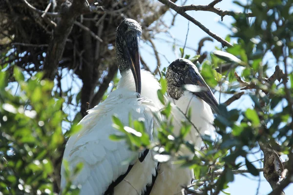 Nido Familiar Cigüeña Madera Americana Humedal Florida — Foto de Stock