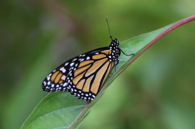 monarch kelebek görünümünü kapat