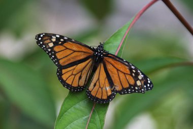 monarch kelebek görünümünü kapat