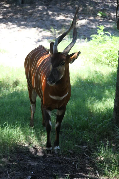 Stäng Afrikansk Bongo Antiloper — Stockfoto