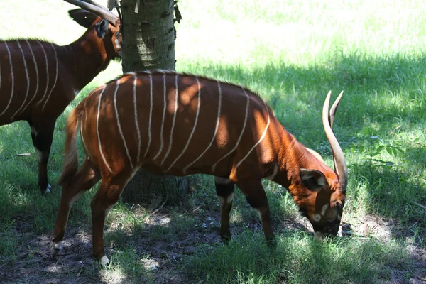 Vue Rapprochée Une Antilope Bongo Africaine — Photo