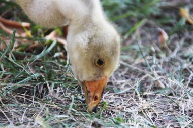Kuşlar mera üzerinde tarama vardır
