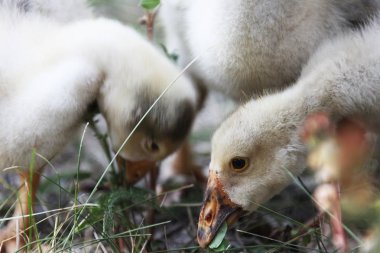 Kuşlar mera üzerinde tarama vardır