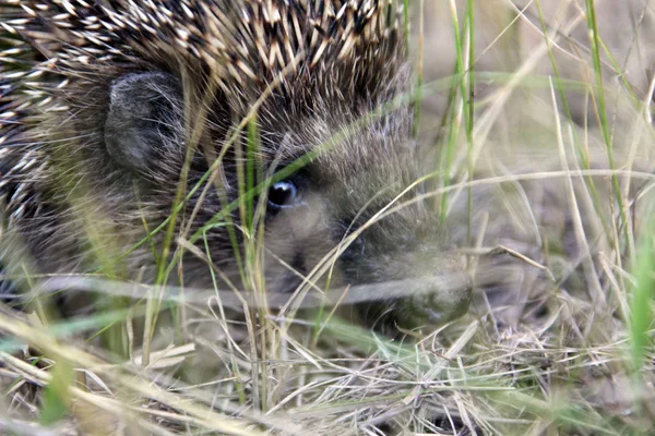 Hérisson Sur Clairière Jardin — Photo