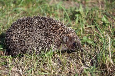 Kirpi Bahçe glade üzerinde
