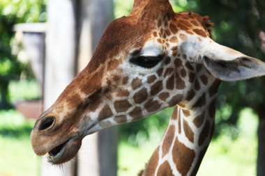 bir zürafa görünümünü kapat