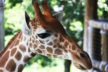 bir zürafa görünümünü kapat