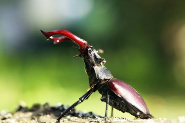 ortak stag beetle görünümünü kapat