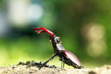 ortak stag beetle görünümünü kapat
