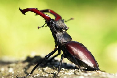 ortak stag beetle görünümünü kapat