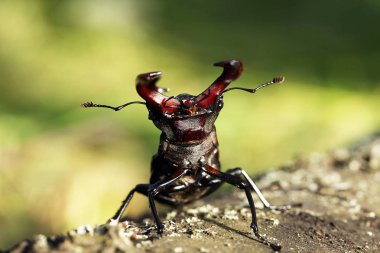 ortak stag beetle görünümünü kapat