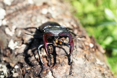 ortak stag beetle görünümünü kapat