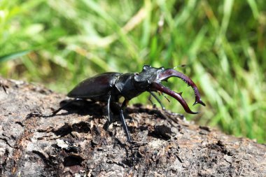 ortak stag beetle görünümünü kapat