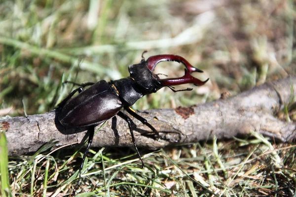 常见雄鹿甲虫的近景 — 图库照片