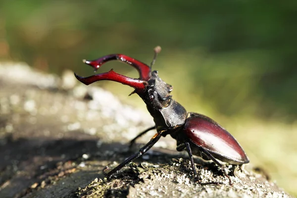 常见雄鹿甲虫的近景 — 图库照片