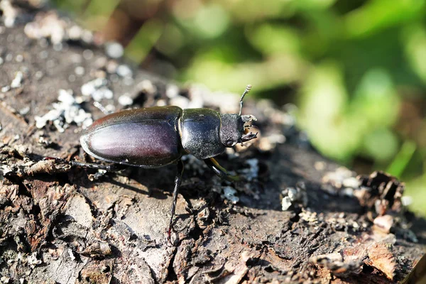 Close View Common Stag Beetle — Stock Photo, Image