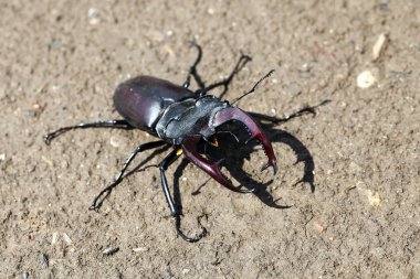 ortak stag beetle görünümünü kapat