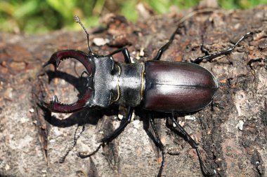 ortak stag beetle görünümünü kapat