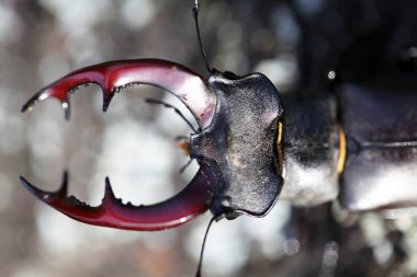 ortak stag beetle görünümünü kapat