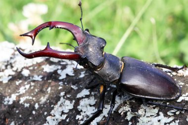 ortak stag beetle görünümünü kapat