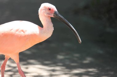 Ibis bir ağaç dalına oturan