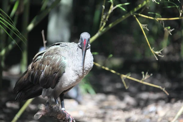 Ibis Sitzen Auf Einem Ast — Stockfoto