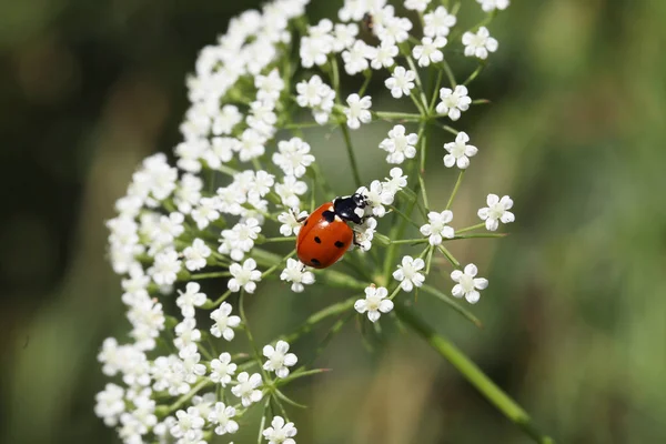 Lady Bug Sentado Una Planta — Foto de Stock