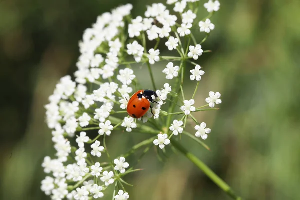 Lady Bug Sentado Una Planta — Foto de Stock