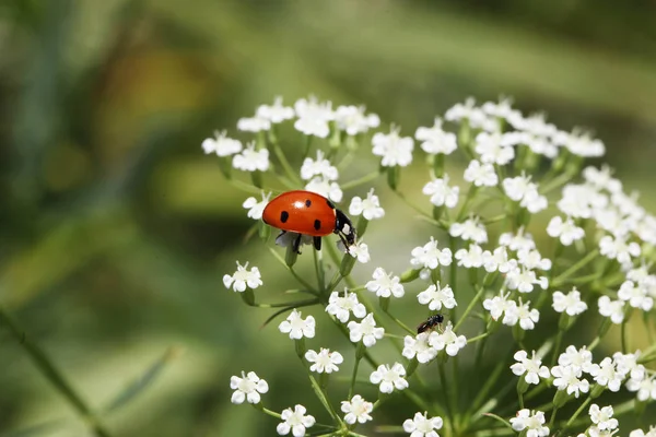 Lady Bug Sentado Una Planta — Foto de Stock