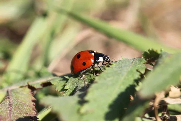 lady bug sitting on a plant