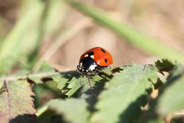 lady bug sitting on a plant