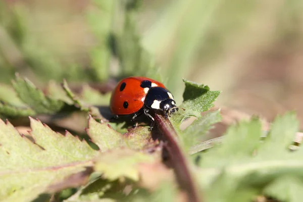 lady bug sitting on a plant