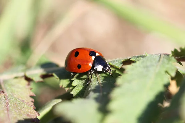 Lady Bug Sitting Plant — Stock Photo, Image