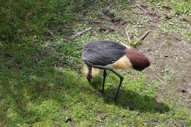 Doğu Afrika gri taç vinç