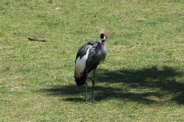Doğu Afrika gri taç vinç