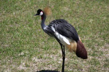 Doğu Afrika gri taç vinç