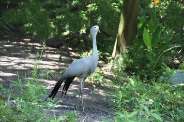 blue Vinç için yiyecek arama